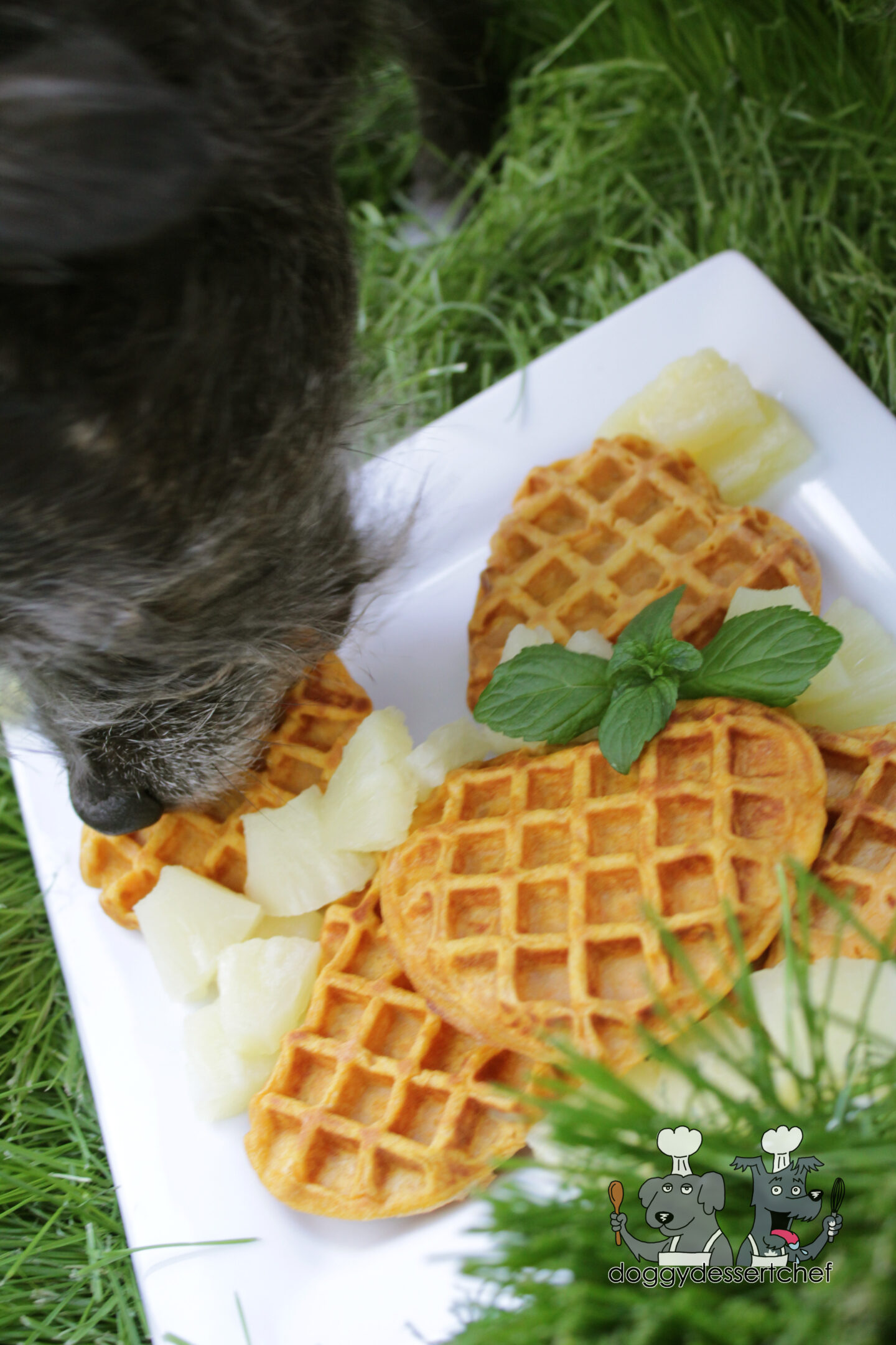 sweet potato waffles dog treat recipe