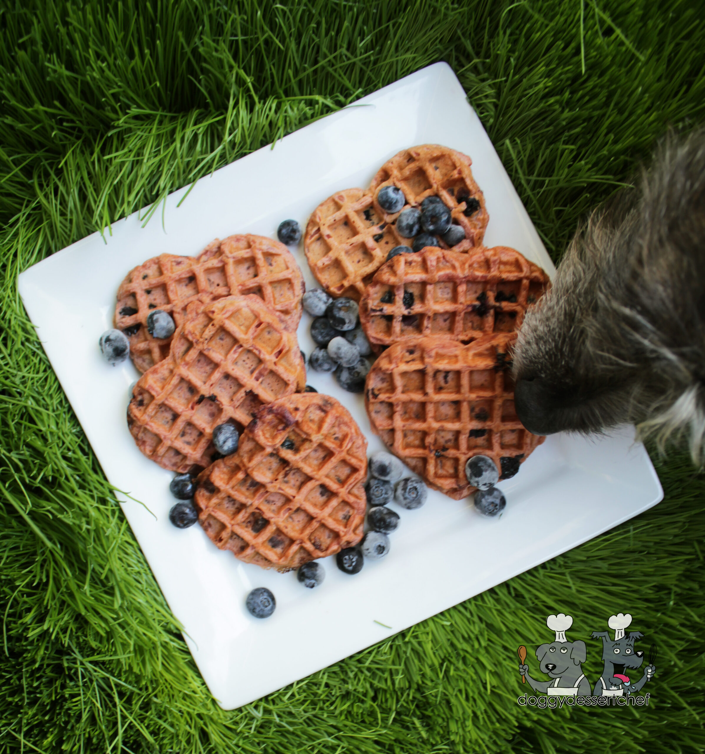 beet waffles dog treat recipe