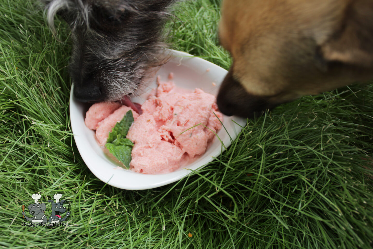 Watermelon Sorbet Dog Treat Recipe