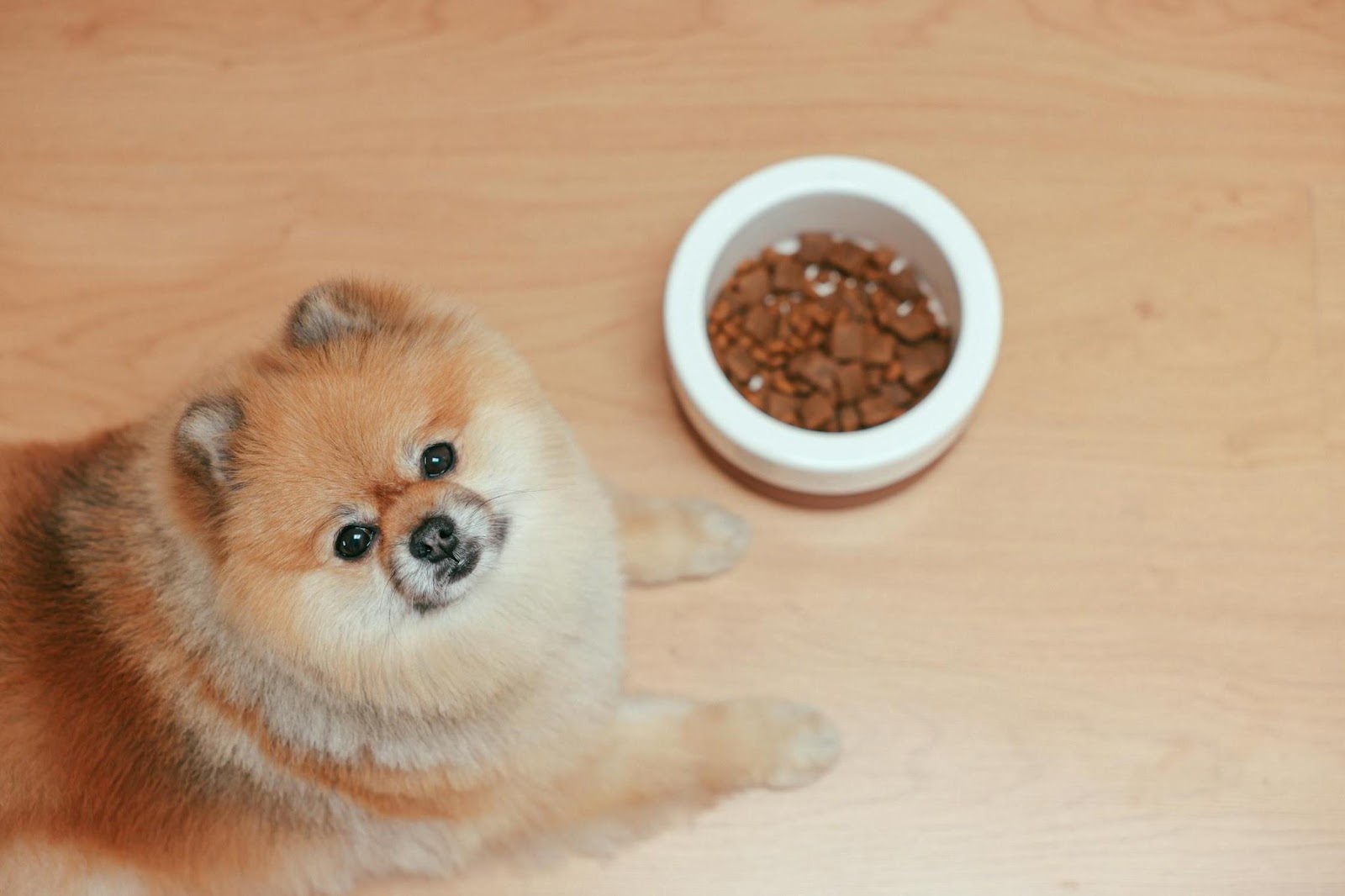 Dog sitting in front of food bowl looking up