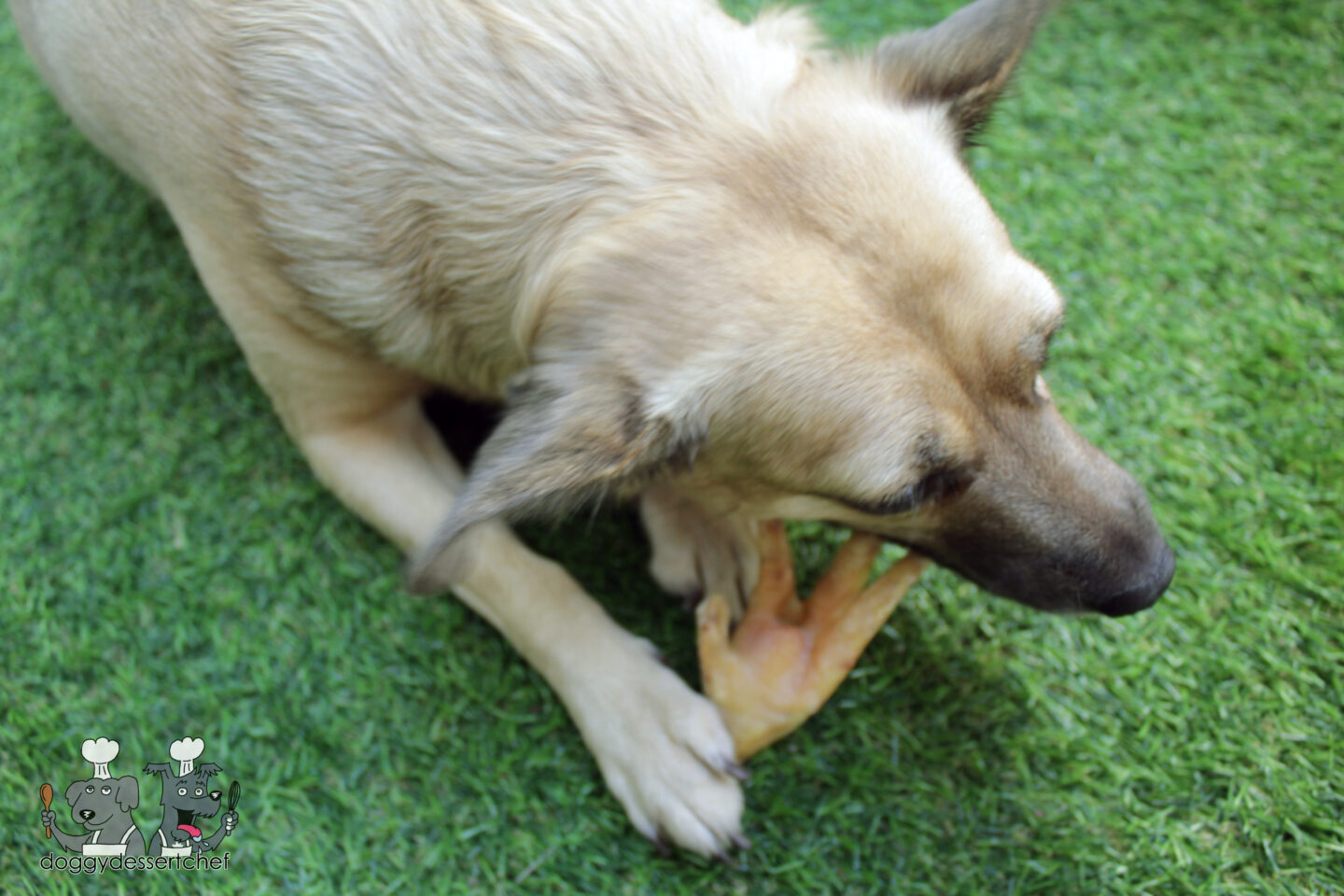 ginger turmeric chicken feet dog treat recipe