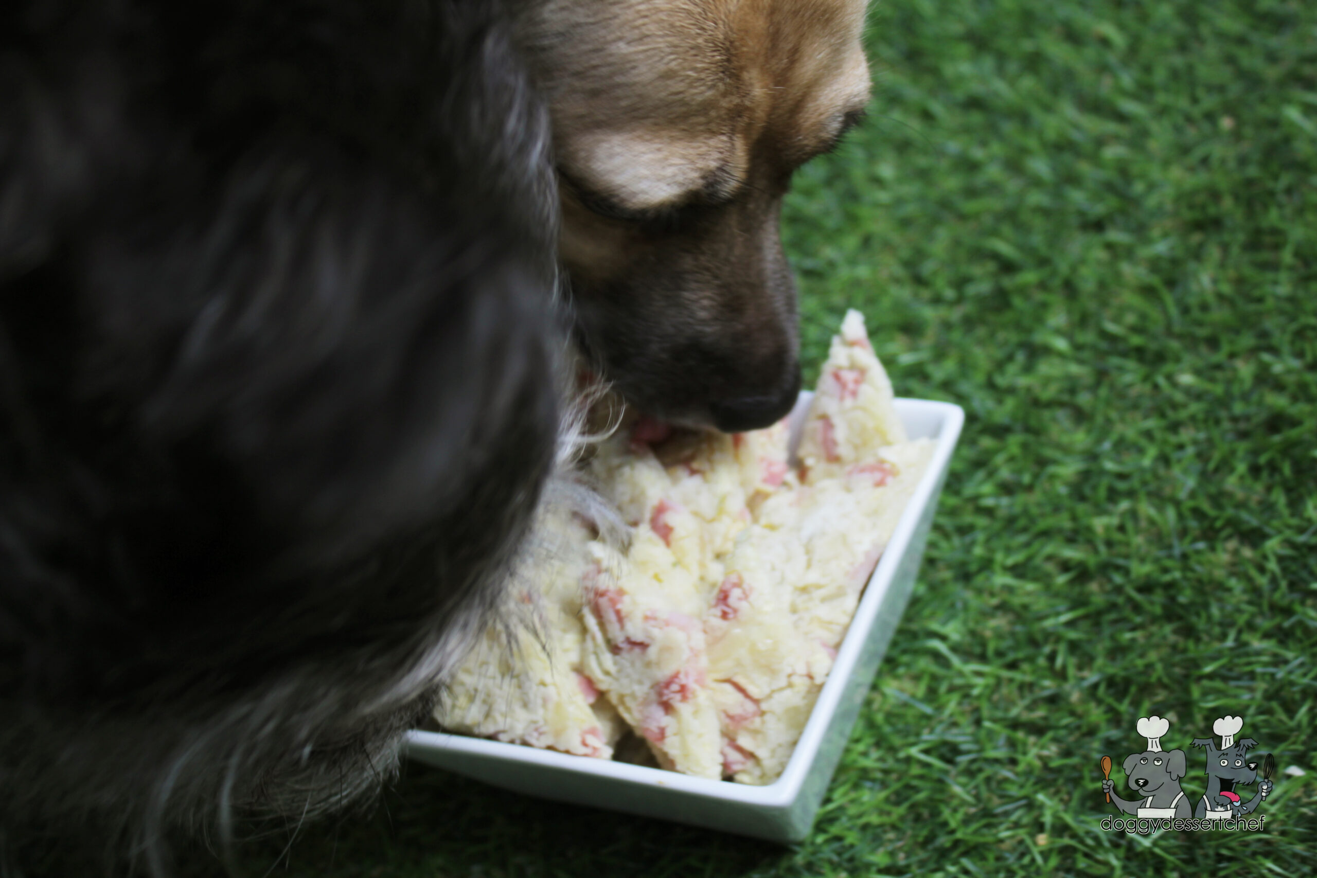 ham, swiss and apple dog treat recipe